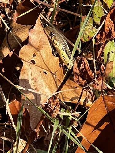 Garter Snake