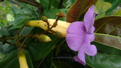 Amphilophium scabriusculum