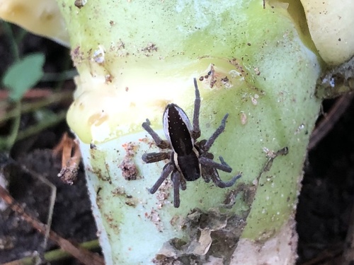Raft Spider, Парковая улица, Кологрив, Костромская область, RU, photo 10 of 10