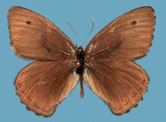 Cercyonis oetus oetus