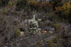 Erica monsoniana, photograph (c) Tony Rebelo, some rights reserved (CC BY-SA)