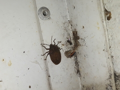 Caystrus pallidolimbatus