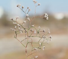 Limonium bellidifolium