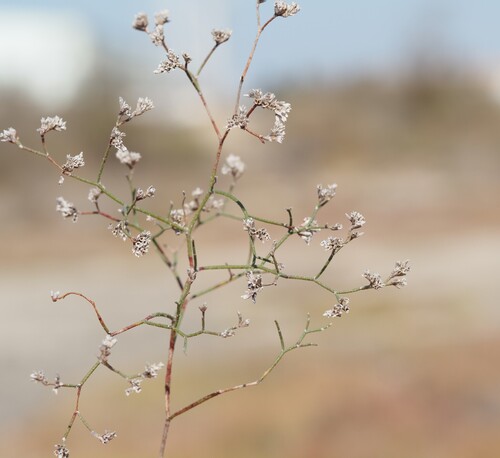 Limonium bellidifolium, photograph 1
