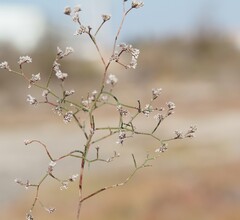 Limonium bellidifolium, photograph (c) Louis Aureglia, some rights reserved (CC BY)