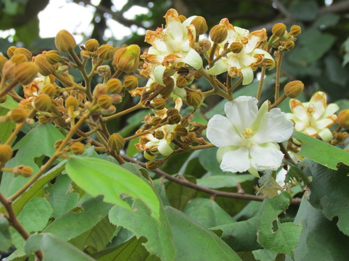 Luehea speciosa