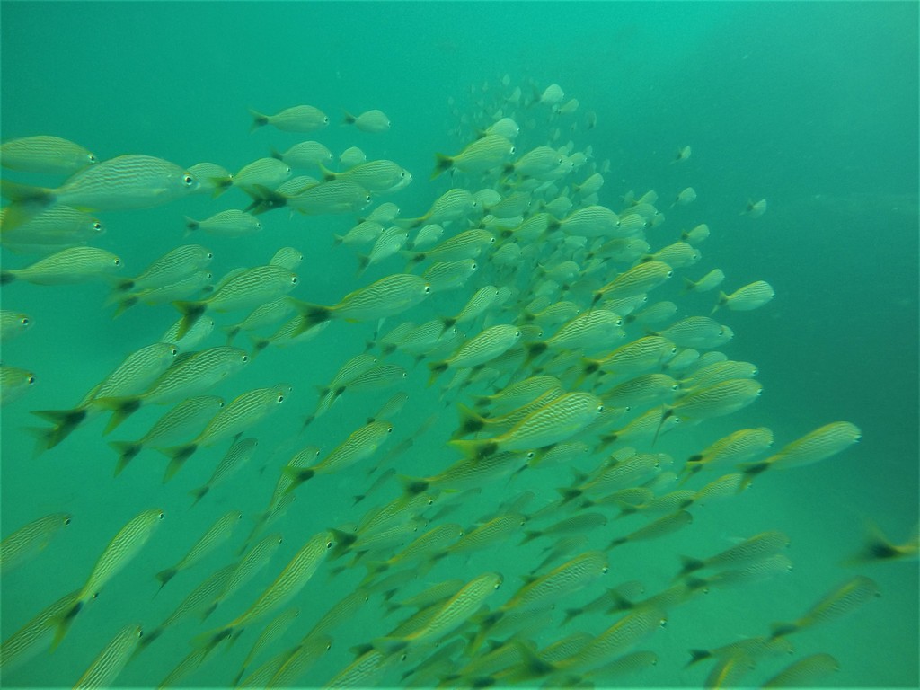 Humpback grunt