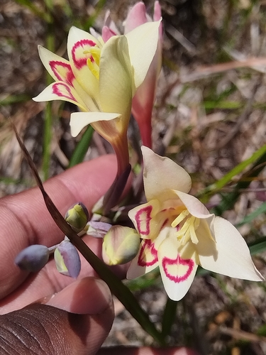Gladiolus angustus, photograph 4