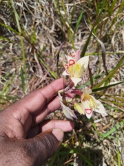 (c) Jared Zachary Herman, some rights reserved (CC BY) Gladiolus angustus, photograph (c) Jared Zachary Herman, some rights reserved (CC BY)