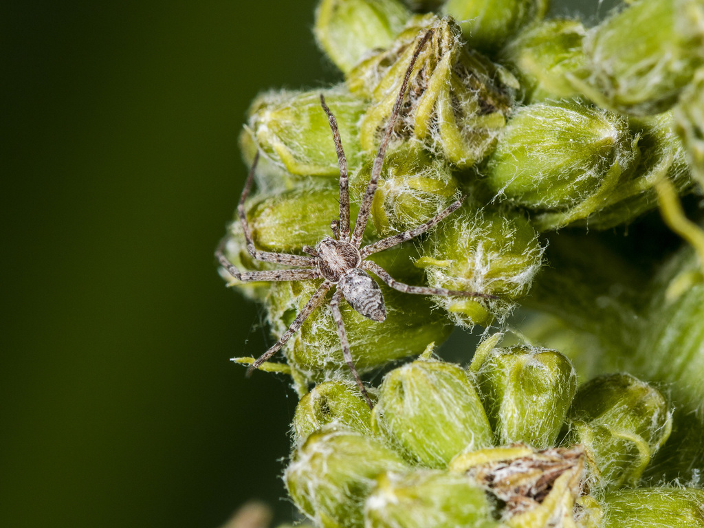 Rhysodromus pictus
