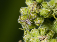 Rhysodromus pictus