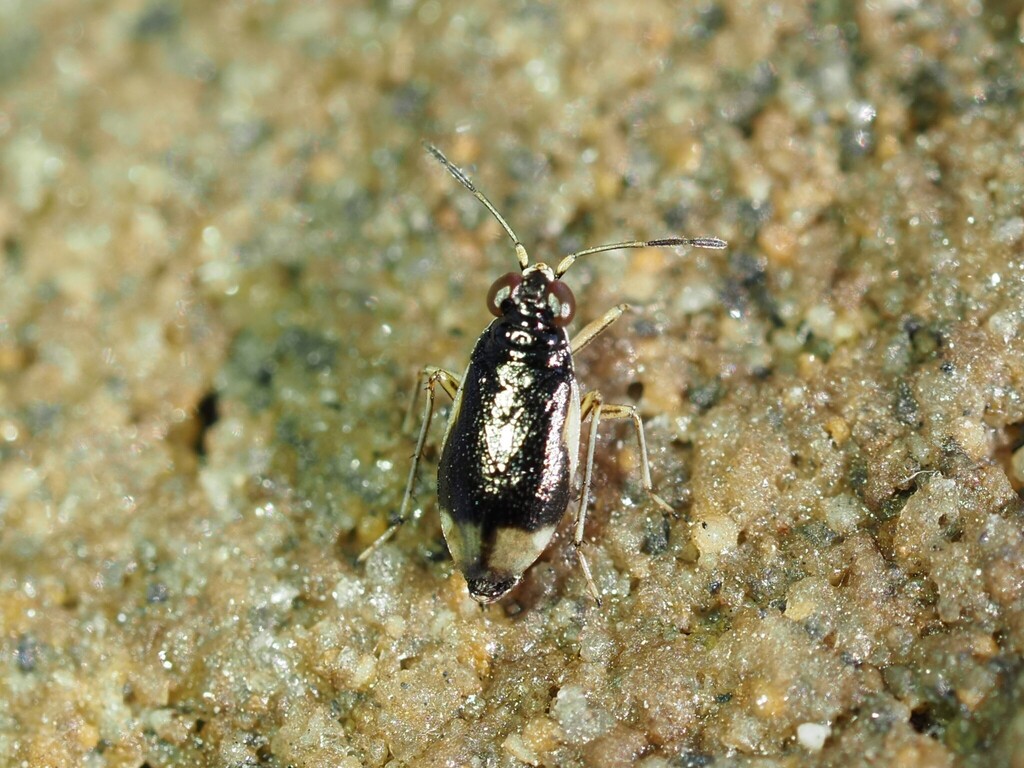 Halosalda halophila
