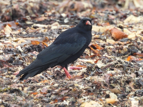 Red-billed Chough