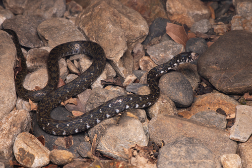 Sabah Keelback