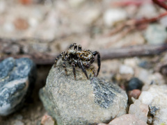 Pseudeuophrys obsoleta