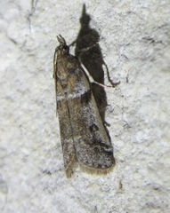 Amyelois transitella