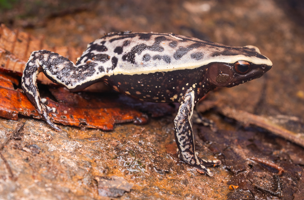 Steyermark's Pancake Frog