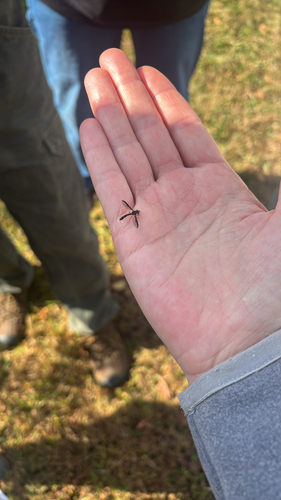 Unknown species found near Old Kennett Rd, Wilmington, DE, US