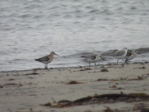 Curlew Sandpiper