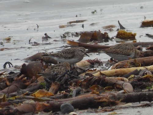 White-rumped Sandpiper