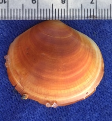 Semele