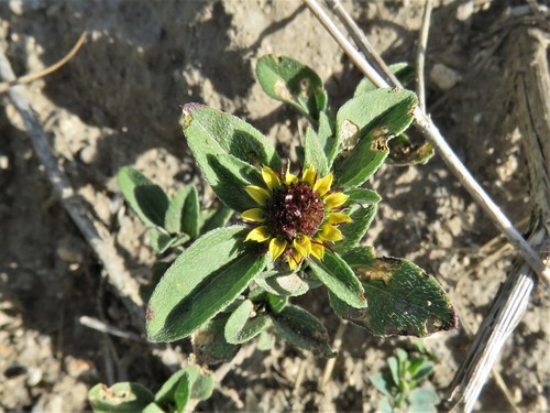 Image of Sanvitalia Angustifolia (Sanvitalia angustifolia) by (c) Annika Lindqvist, some rights reserved (CC BY)