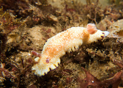 Goniobranchus aureopurpureus