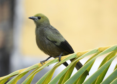 Thraupis palmarum