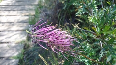 Grevillea acanthifolia