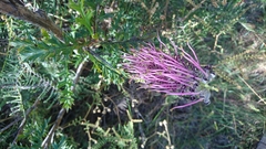 Grevillea acanthifolia