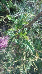 Grevillea acanthifolia