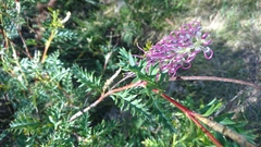 Grevillea acanthifolia