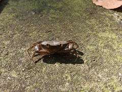 Pseudothelphusa dugesi