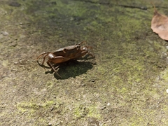 Pseudothelphusa dugesi