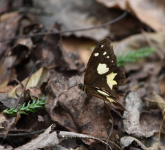 Oxeoschistus tauropolis tauropolis