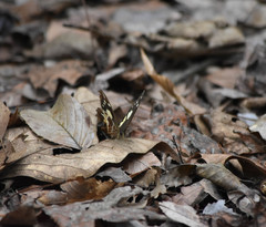 Oxeoschistus tauropolis tauropolis