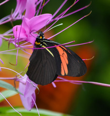 Pereute charops charops