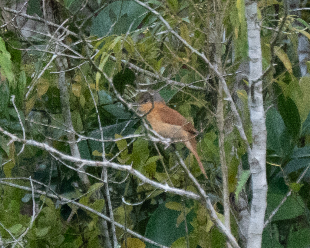 Chestnut-crowned Becard illustration