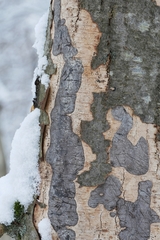 Diatrype decorticata