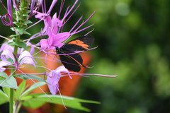 Pereute charops charops