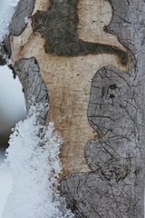 Diatrype decorticata