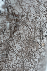 Diatrype decorticata