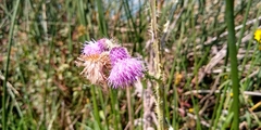 Cirsium lomatolepis