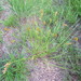 Carex hormathodes - Photo (c) Lewnanny Richardson,  זכויות יוצרים חלקיות (CC BY-NC), הועלה על ידי Lewnanny Richardson