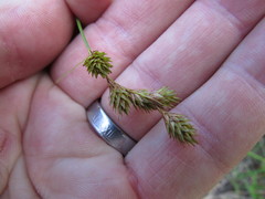 Carex hormathodes
