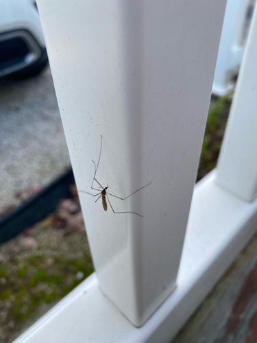 Unknown species found near Cape May Court House, NJ, US