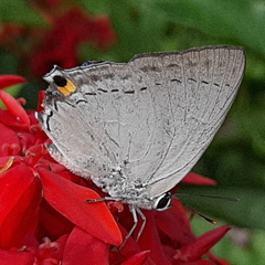 Tajuria cippus maxentius