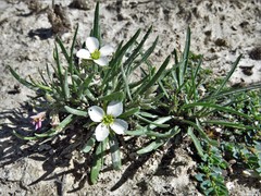Nerisyrenia camporum