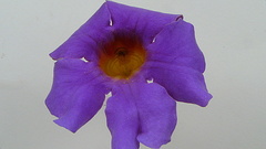 Amphilophium scabriusculum