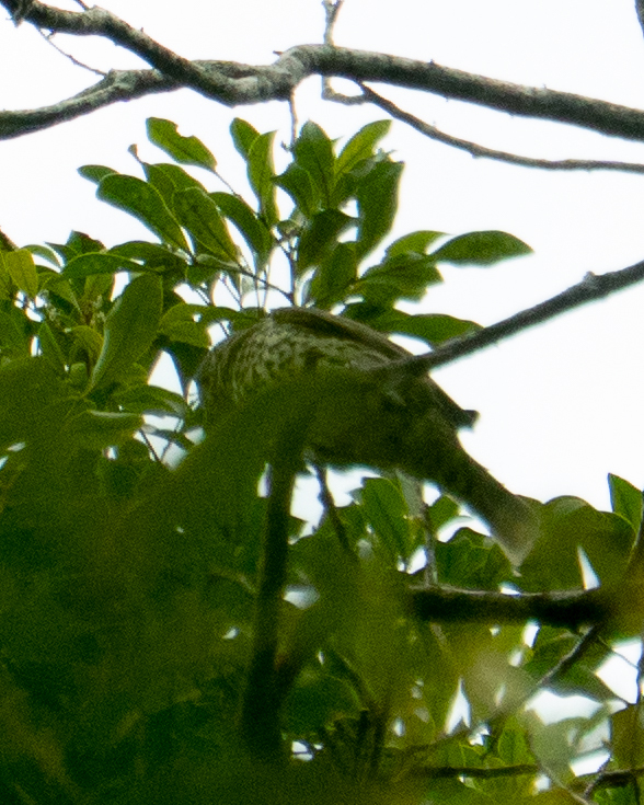 Sharpbill illustration